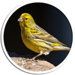 release_canary.png